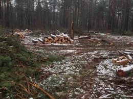 Вырубку леса под Киевом ради терминала "Новой почты" признали незаконной
