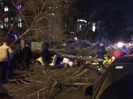 В Киеве сильный ветер валит столбы и деревья: в раздавленном автомобиле погиб водитель