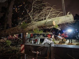 Упавшее из-за ветра в Киеве дерево убило водителя и травмировало пассажирку автомобиля (фото)