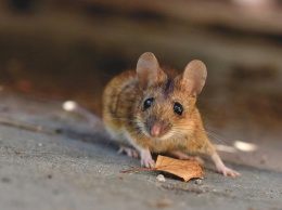 В Киеве многоэтажку атаковало нашествие мышей и тараканов