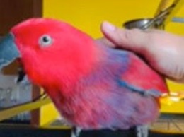 Видеохит: Попугай научился петь известную мелодию iPhone