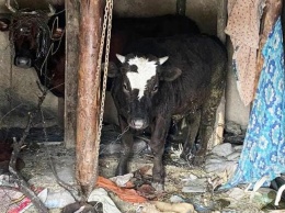 В Запорожской области 17-летний парень украл у пенсионера корову и теленка