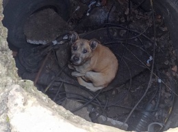 В Никополе пса закрыли в люке и оставили умирать: животное ищет новый дом
