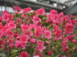 В Криворожском ботаническом саду открыт сезон цветения азалий