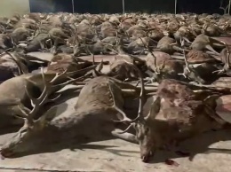 В Испании на коммерческой охоте в частном поместье были убиты почти 450 оленей и кабанов - экологи в ярости (ФОТО, ВИДЕО, 18+)