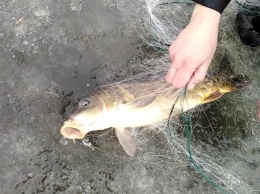 Жители Кривого Рога вытащили из-подо льда сеть с рыбой: что делать в таких случаях
