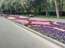 Весна скоро: какие цветы высадят на улицах, набережной и в парках Днепра за 10 миллионов гривен