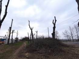 Лесозаготовки Николаева: "Николаевские парки" запланировали срубить деревьев на 2,5 тысячи кубов, и обрезать более 5 тысяч