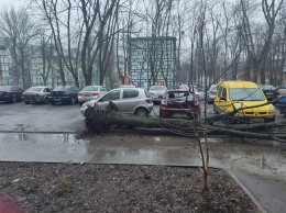 В Днепре дерево рухнуло на припаркованный автомобиль