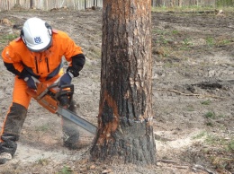 Ради строительства спортивной арены: на Слобожанском проспекте срубят тысячу деревьев
