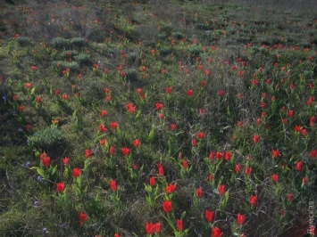 На склонах 12-й Фонтана зацвело поле краснокнижных тюльпанов (фото)