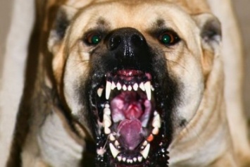 В Мариуполе бойцовская собака напала на свою хозяйку
