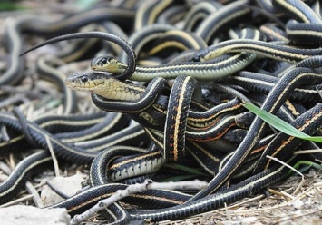 В Дагестане женщина убила около 80 змей на своем участке