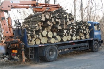 Благодаря сознательным гражданам в Кременчугском районе полиция пресекла незаконную вырубку леса (ФОТО)