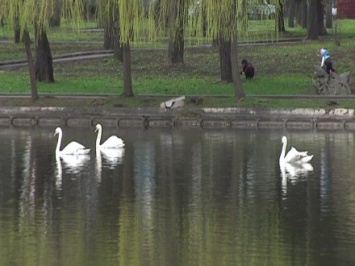 Зоопарк Ровно поселил своих лебедей в центральном парке