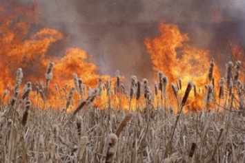 Вчера в Херсонской области выгорело 3 гектара камыша
