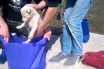 Александрийские студенты расчленили щенка и выставили видео в интернет