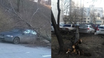 МЧС предупредило москвичей о грозе и сильном ветре утром в субботу