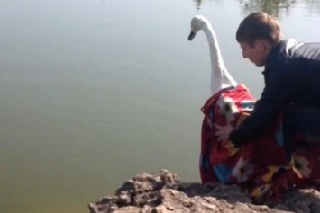 В одесском парке на озеро выпустили пару лебедей (ФОТО)