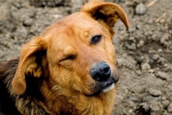 В Мариуполе отказались от отстрела бродячих собак