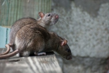 В Запорожье возле жилых домов табунами бегают крысы, - ВИДЕО
