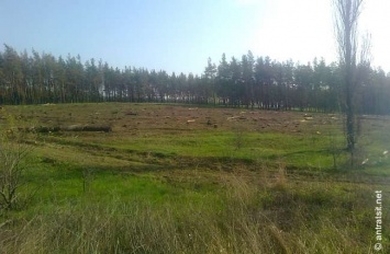 В оккупированном Антрацитовском районе рубят лес (ФОТО)