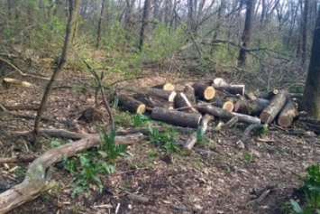 В Володарском районе задержаны "убийцы" деревьев (ФОТО)