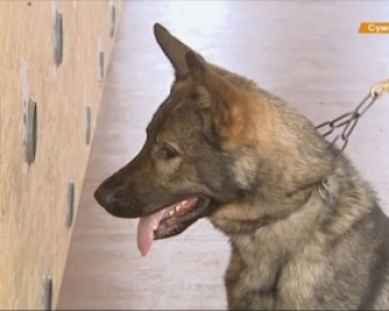 Сумские кинологи учат собак искать взрывчатку и спасать людей (ВИДЕО)