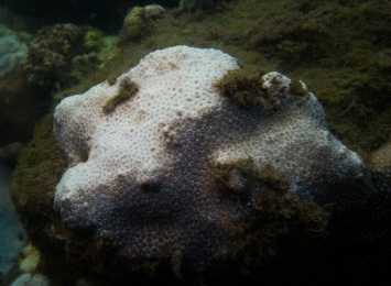 Возле Сиднея впервые были обнаружены умирающие коралловые рифы (фото)