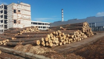 СБУ перекрыла незаконную "схему" экспорта древесины