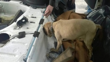 Пограничники научили собаку искать контрабандный табак