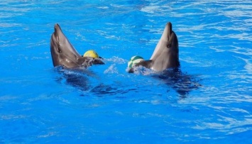 В Винницкой области украли двух дельфинов