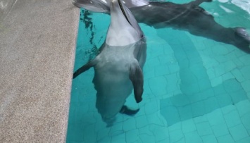 В Трускавце спасают двух замученных дельфинов