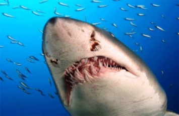 Австралиец заснял битву касатки с акулой