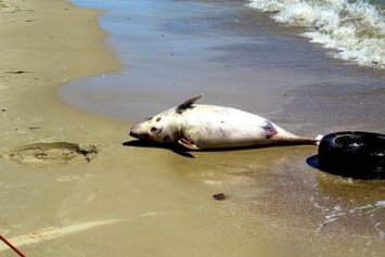 На пляже в Мариуполе нашли огромного дельфина (ФОТО)
