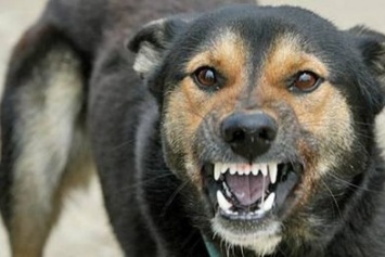 Ветеринары предупреждают: в Добропольском районе "гуляет" бешенство