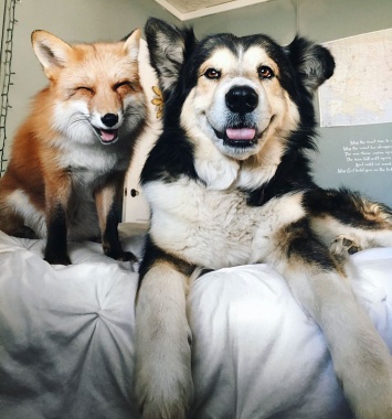 Эти лиса и собака теперь лучшие друзья