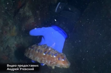 Украинский ученый сделал уникальное открытие в Антарктиде (Видео)