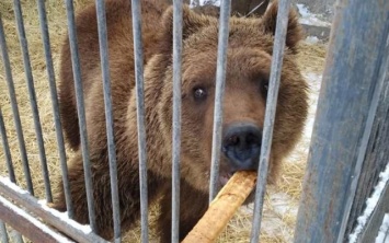 В Запорожской области приютили измученных животных