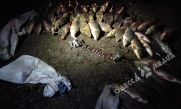 На Днестре одесский рыбпатруль задержал браконьеров с драчами и крупным уловом