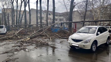 Деревья ломались, как спички. Ураган и пыльная буря бушевали в Одесской области