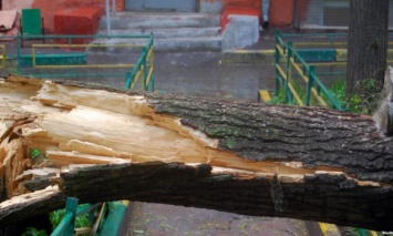В Винницкой области женщину смертельно травмировало упавшее дерево