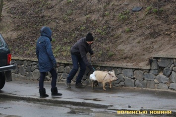 Первые репрессии на митинге Порошенко. Полиция задержала Свинарчука на поводке. Фото