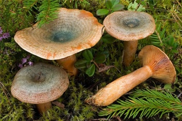 Полтавчанин отравился грибами