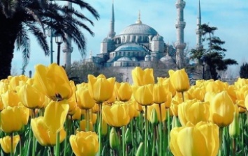 В Стамбул привезли 13 млн тюльпанов на фестиваль (видео)