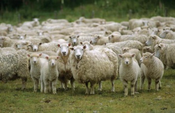 Угнали отару овец: семья в Арцизском районе осталась без средств к существованию