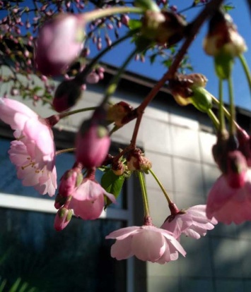 Сезон цветения сакур открыт: любуйтесь, как японская вишенка "просыпается" в криворожском ботсаду (ФОТО)