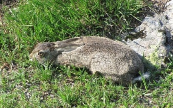 Двух зайцев с Генического района отправили на обследование
