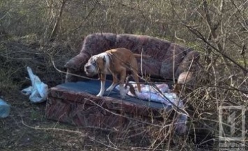 На Днепропетровщине в лесополосе хозяин оставил собаку на четыре дня без еды и воды (ФОТО, ВИДЕО)