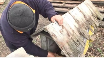 Уникальные документы УПА нашли в пчелином улье на Тернопольщин